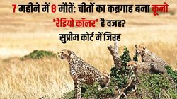 चीतों की मौत: नाक का सवाल क्यों? जज ने पूछा, केंद्र का जवाब- इतनी मौत तो आम बात है…
