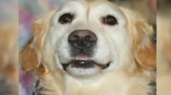 आदमी ने 12 से अधिक बार कुत्ते को काटा, घायल डॉगी को अस्पताल में कराना पड़ा भर्ती, पुलिस भी हैरान