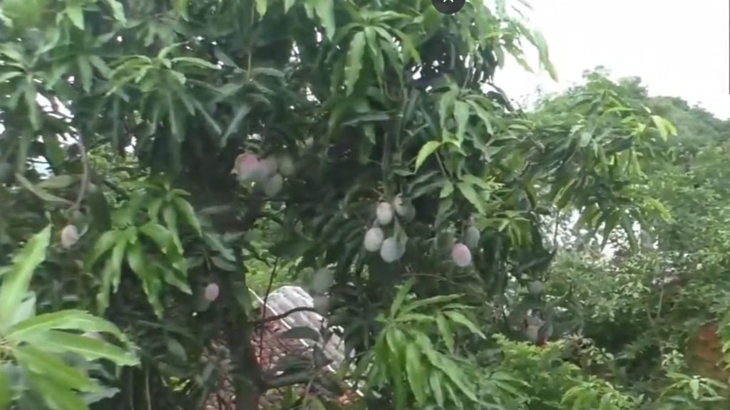 mango II Miyazaki II odisha