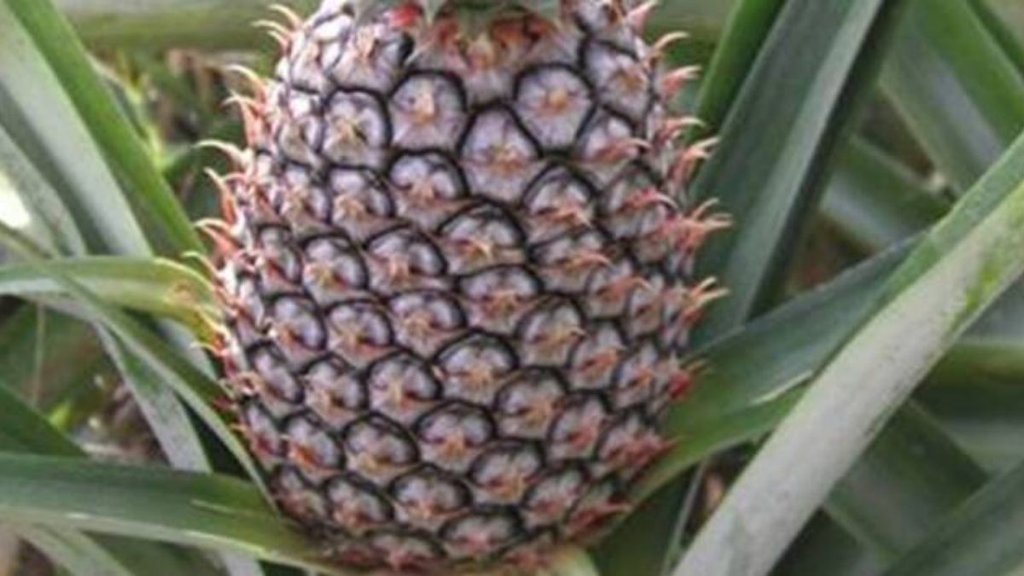 ripura CM Manik Saha sent pineapple to Bangladesh PM Sheikh Hasina,त्रिपुरा सीएम ने बांग्लादेश की प्रधानमंत्री को उपहार में अनानास भेजे