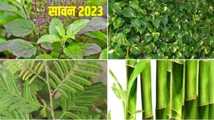 sawan 2023, sawan me lagaye ye podhe