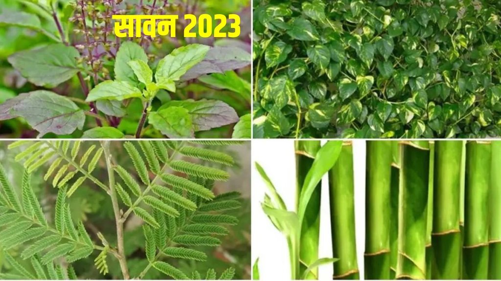 sawan 2023, sawan me lagaye ye podhe
