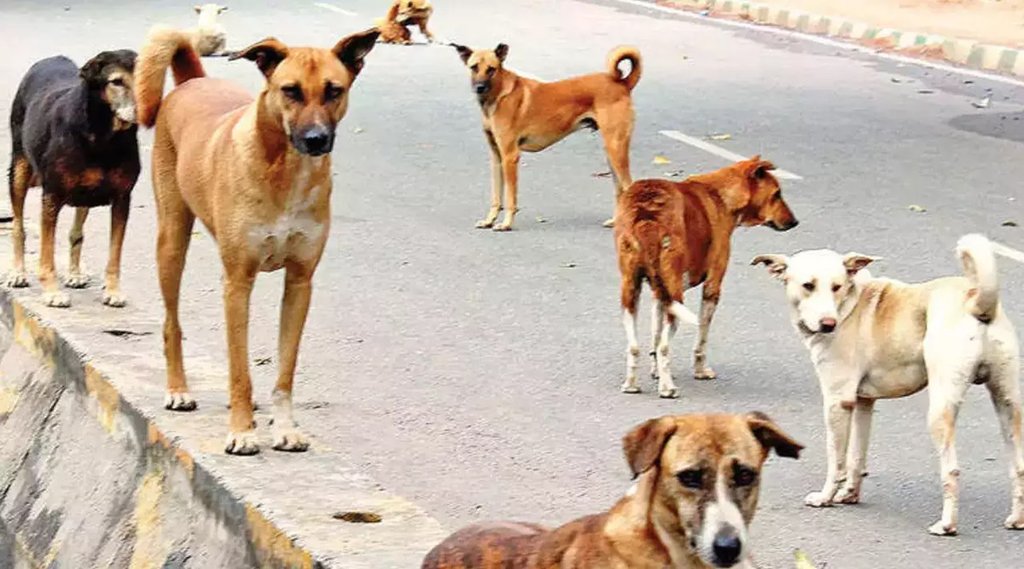 street dog | aggresive