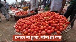 कर्नाटक से 21 लाख का टमाटर ले जा रहा था ड्राइवर, रास्ते में खराब हुई नीयत, ट्रक लेकर हुआ फरार