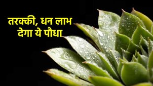 Vastu Tips। vastu tips Aloe Vera। Aloe vera Benefits