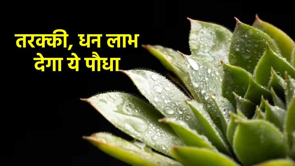 Vastu Tips। vastu tips Aloe Vera। Aloe vera Benefits