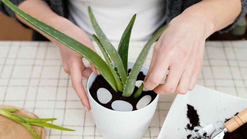 Vastu tips, vastu tips in hindi, vastu tips for plant, best plant vastu tips, Vastu Tips For Aloe Vera, aloe vera benefits, best direction foraloe vera, how to use aloe vera, lucky plant aloe vera, Vastu Shastra for Aloe Vera, Vastu Plants for Home, Bring Luck in your House, best indoor plant
