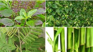 Vastu Tips, Vastu Tips for plants