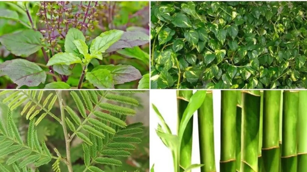 Vastu Tips, Vastu Tips for plants