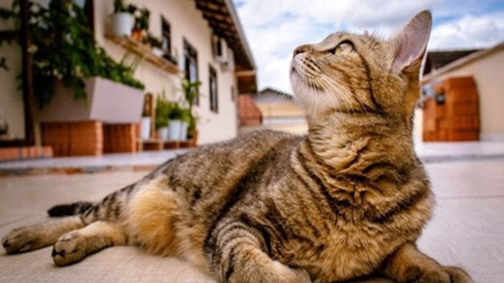 wild cat | kills new born baby |