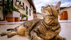 जुड़वा बच्चों के पैदा होने के बाद बराबर घर के चक्कर लगा रही थी बिल्ली, मौका मिलते ही एक को उठा ले गई