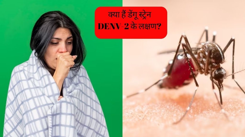 dengue virus strains । dengue in delhi ncr । Dengue symptoms । Dengue new strain symptoms