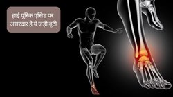 High Uric Acid को खून की बूंद-बूंद से छानकर बाहर कर देगी ये जड़ी-बूटी, छूमंतर हो जाएगा जोड़ों का दर्द