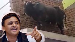 छत पर चढ़े सांड का वीडियो हो रहा वायरल, अखिलेश यादव ने ली चुटकी- इसको उतारने के लिए चाहिए हवाई बुलडोजर