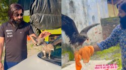 सारस के बाद अब आरिफ ने की बाज से दोस्ती, इलाज के बाद नहीं जाना चाहता वापस; देखिए वीडियो