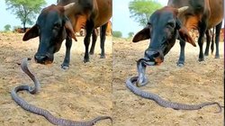 OMG! खतरनाक सांप के फन को चाटती दिखी गाय, वायरल वीडियो देख रह जायेंगे हैरान