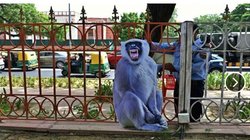 G20 Summit: दिल्ली की सड़कों पर क्यों लगाये गए लंगूर के कटआउट? जानिए क्या है कारण