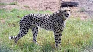 Nirva | Cheetah | Kuno |