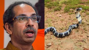 Maharashtra | Uddhav Thackeray