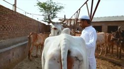 ‘गाय को हम अपनी मां की तरह सम्मान देते हैं’, जानिए मेवात के मुस्लिम गौरक्षकों के बारे में
