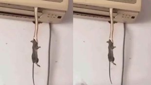 Snake I Viral Video II Hindi News