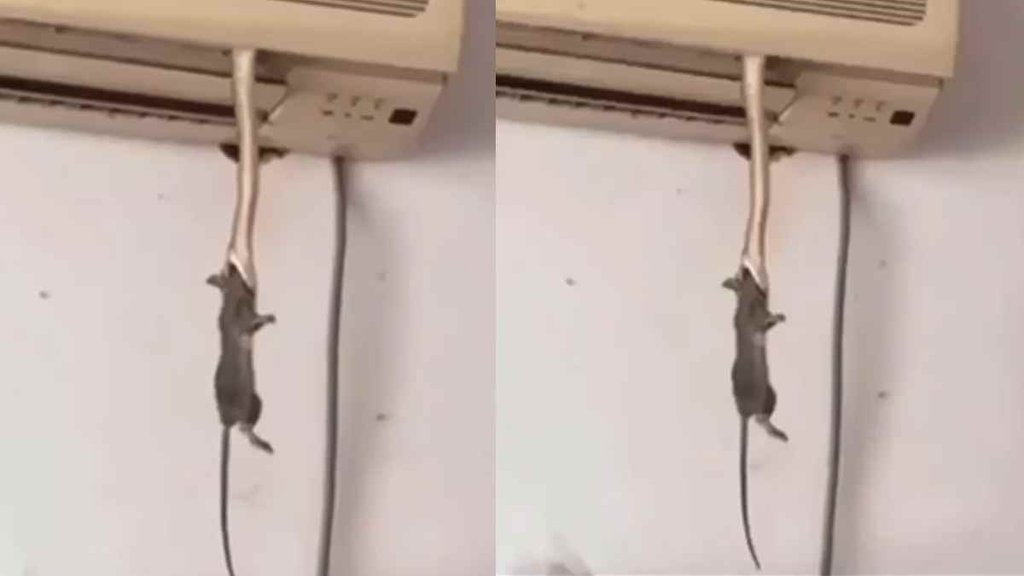 Snake I Viral Video II Hindi News Snake I Viral Video II Hindi News