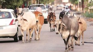 Stray Animal| animal husbandry| Bareily