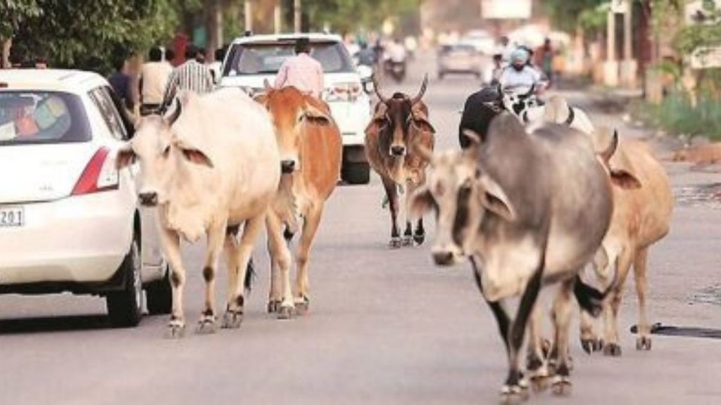 Stray Animal| animal husbandry| Bareily