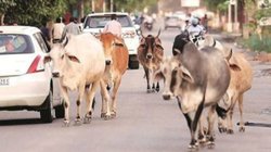 UP Crime: छुट्टा जानवरों को जमा कर 40 मिनट तक रोका पशुपालन मंत्री का काफिला, 90 लोगों के खिलाफ FIR दर्ज