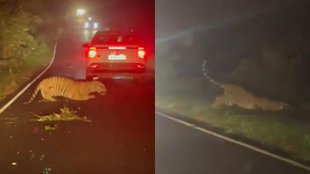 Trending News II Tiger II Viral Video