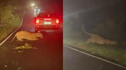 Video: जंगल में तेज रफ्तार गाड़ी से टकराया चीता, तड़पता देख भड़क उठे लोग