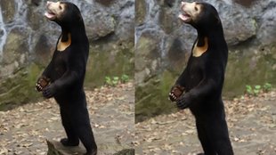 Viral Photo II Sun Bear II China