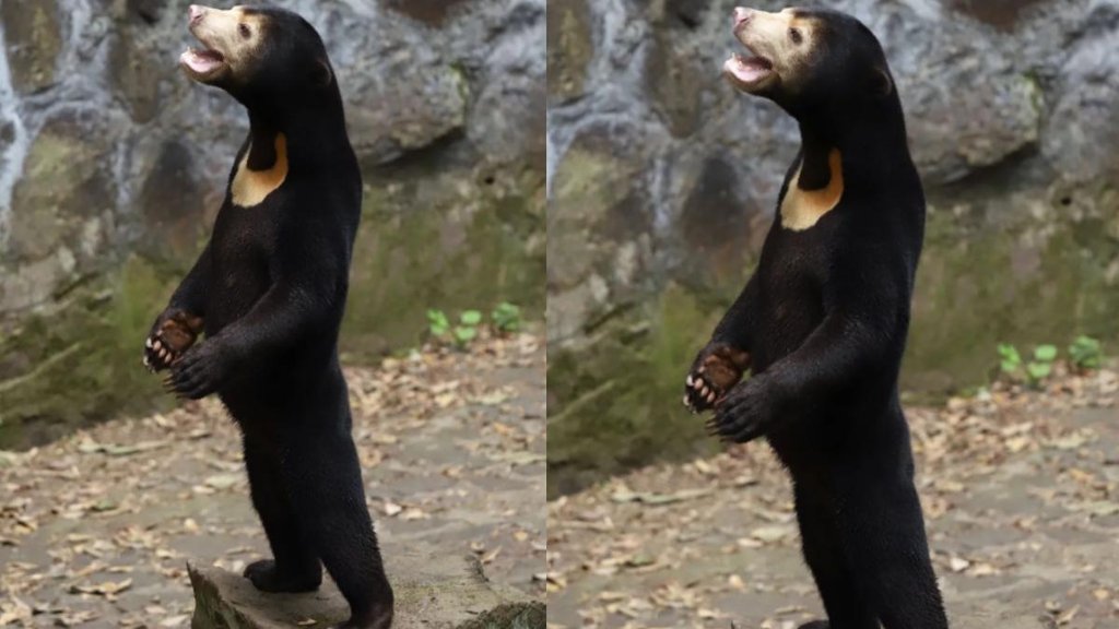 Viral Photo II Sun Bear II China