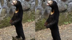 Viral: भालू की हरकतें देख कंफ्यूज हो गये लोग, चीनी चिड़ियाघर को देनी पड़ी सफाई