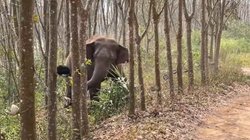 हाथी ने तस्करों को लगाया चूना, यूं पकड़वाया करोड़ों का ड्रग्स, वायरल हो रहा वीडियो