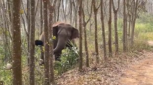 Viral Video II China II Trending News
