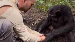 पानी पीने के बाद चिम्पैंजी ने फोटोग्राफर के धोए हाथ, आनंद महिंन्द्रा ने दी नसीहत: तेजी से वायरल हो रहा वीडियो