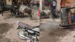 दो सांडों की लड़ाई छुड़ाने टेम्पो लेकर पहुंचा शख्स, फिर हुआ कुछ ऐसा कि आप नहीं रोक पाएंगे हंसी