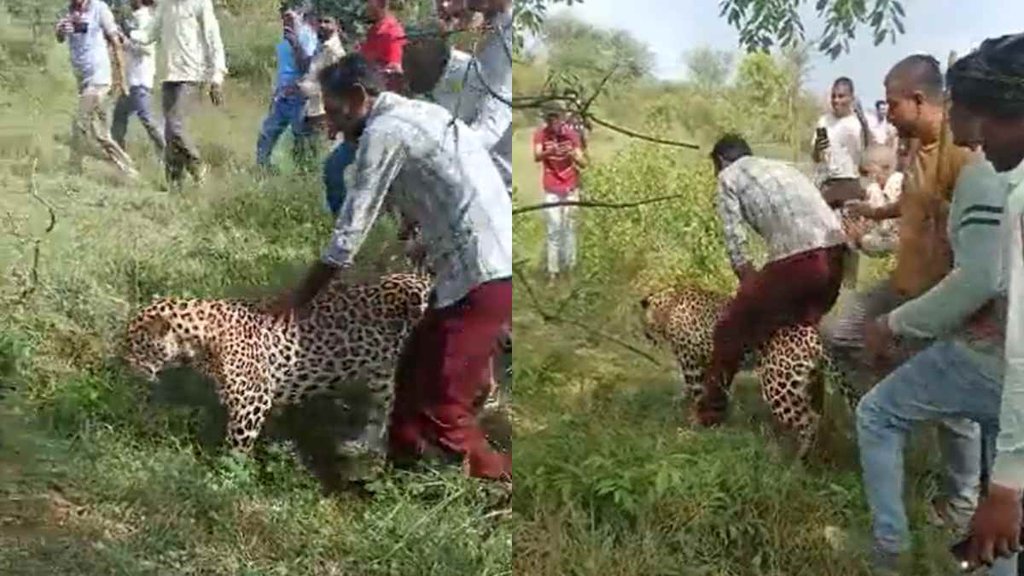Viral video II leopard II News