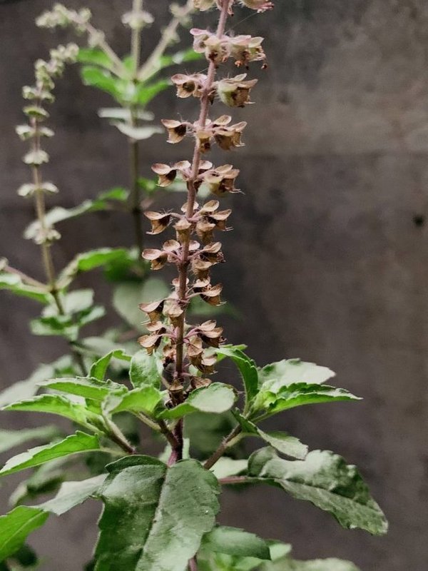 ENVIRONMENT SHUDDHI BY TULSI