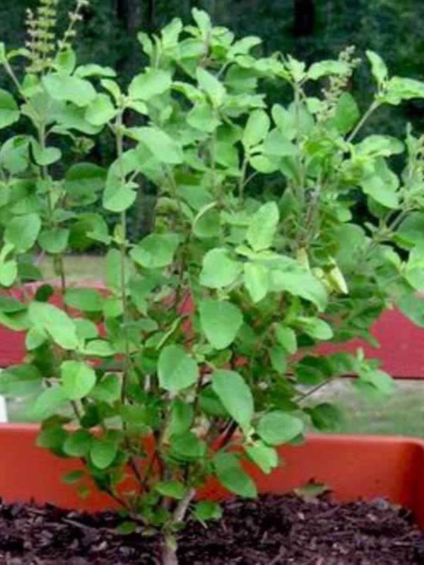 TULSI PLANT