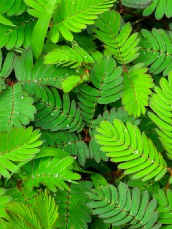 Benefits of Lajwanti । Shameplant health benefits । Health Benefits of Chui Mui