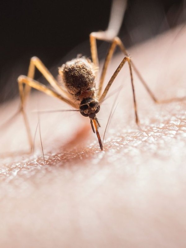 food in dengue-malaria (4)