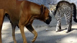 dog cat
