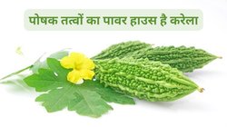 100 ग्राम करेला खाएं फैट और शुगर बढ़ने का नहीं होगा खतरा, लिवर से लेकर दिल की सेहत तक रहेगी दुरुस्त, जानिए 5 फायदे