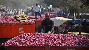 onion | export