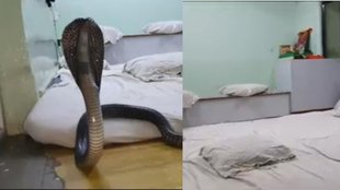snake at bed | rajasthan |