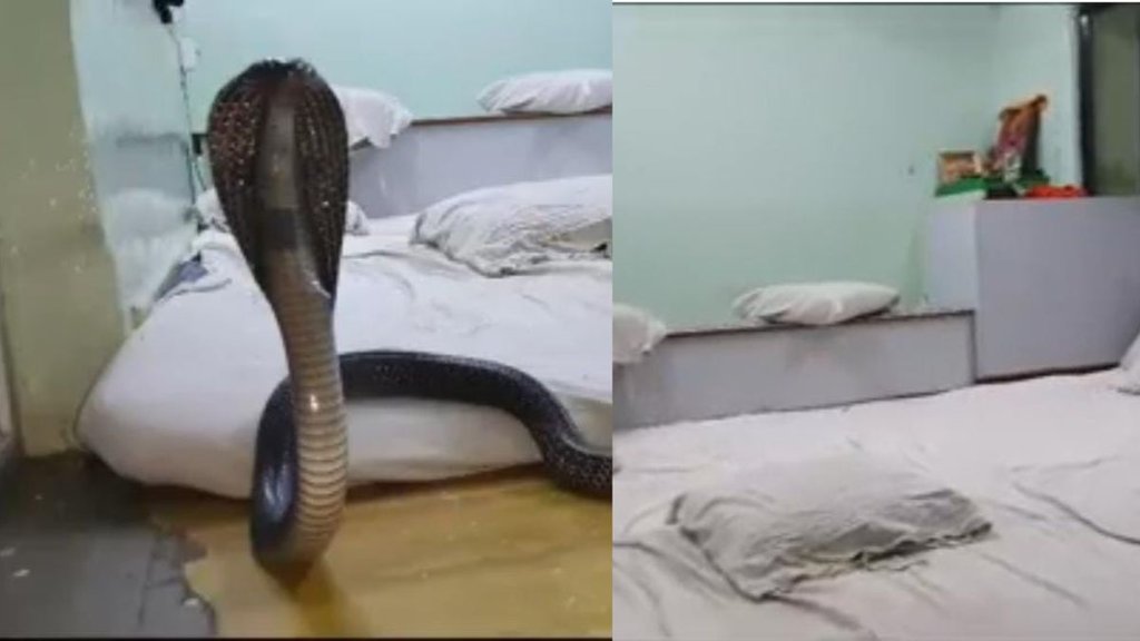 snake at bed | rajasthan |