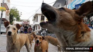 street Dog | MCD