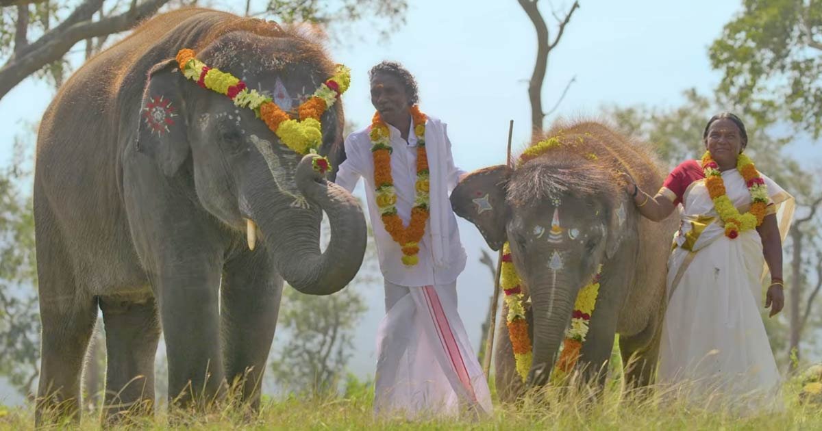 the elephant whisperers, bollywood